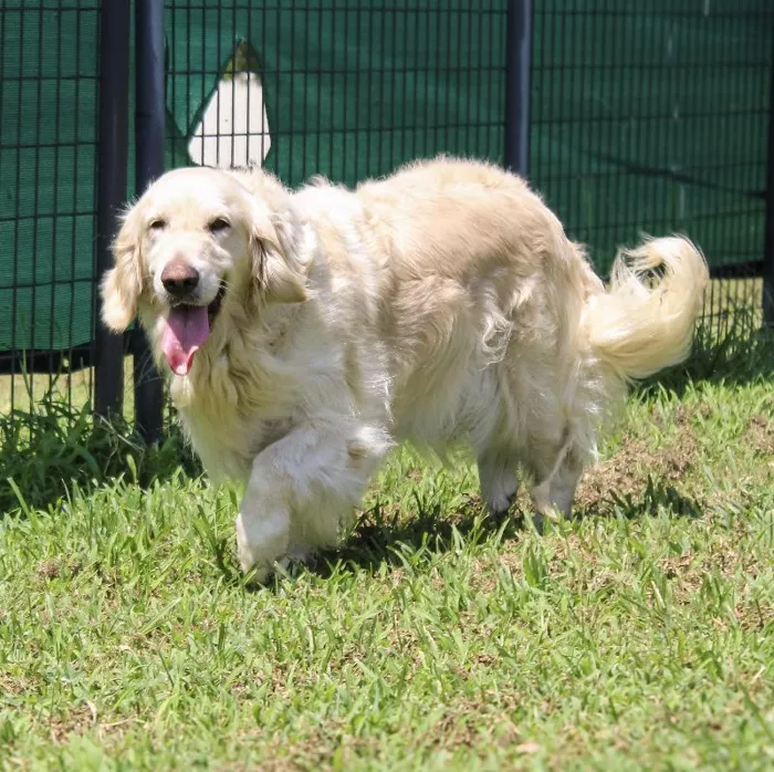 Female Golden Retriever dog named Petra for sale at A Dog's Dream.