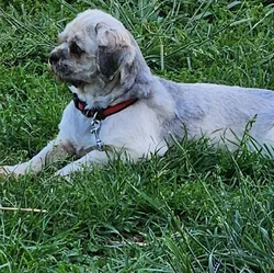 car_main_img_/media/ap_media/pets/LEKRPBROPSTR1087.webp.250x250_q85.webp