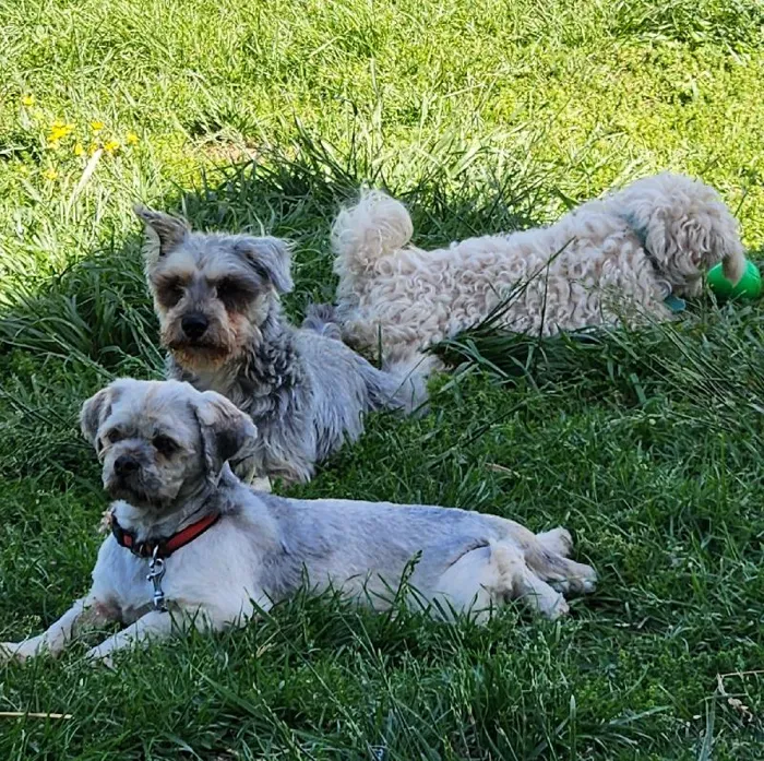 Female Lhasa Apso Dog for Sale in Neosho, MO