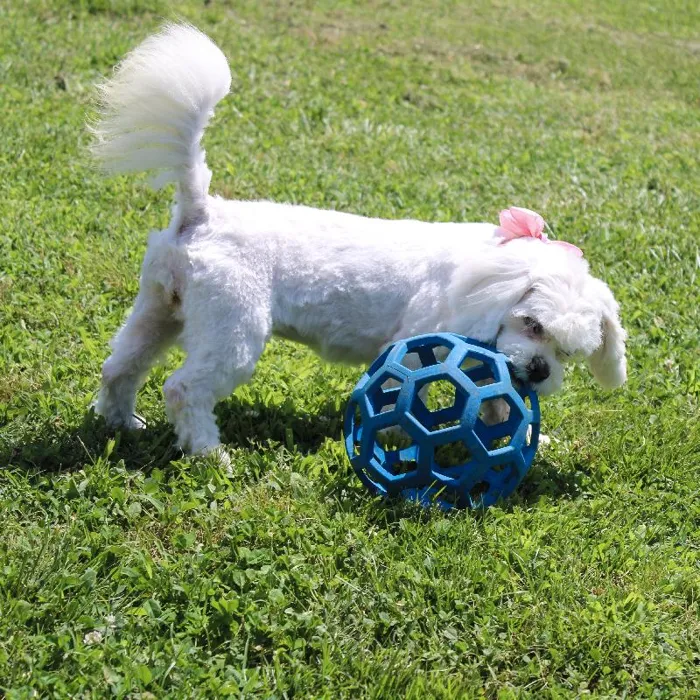 Female Lhasa Apso dog named Angel for sale at A Dog's Dream.