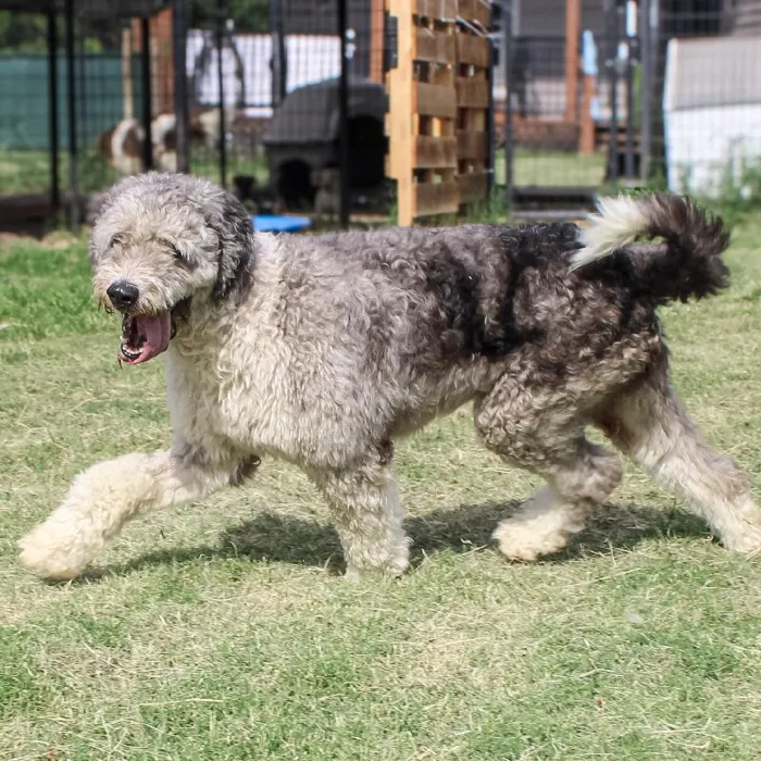 Female Mini Aussiedoodle dog named Gem for sale at A Dog's Dream.