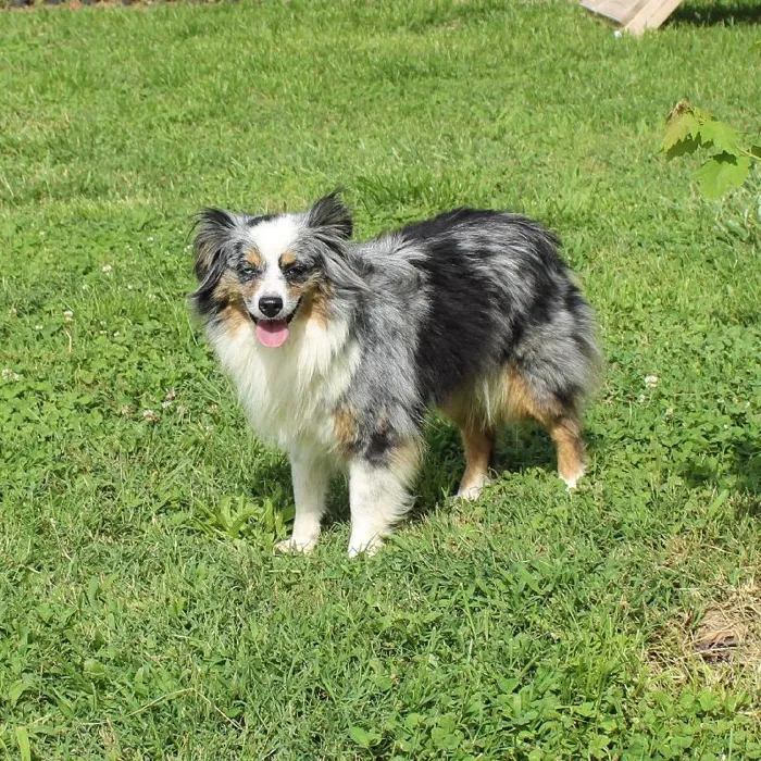 Female Mini Aussie dog named Pasley for sale at A Dog's Dream.
