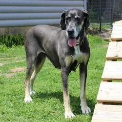 Female Great Dane dog named Luna B for sale at A Dog's Dream.
