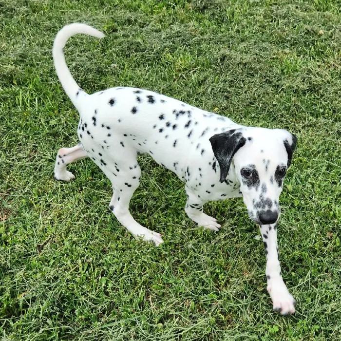 Male Dalmatian Dog for Sale in Neosho, MO
