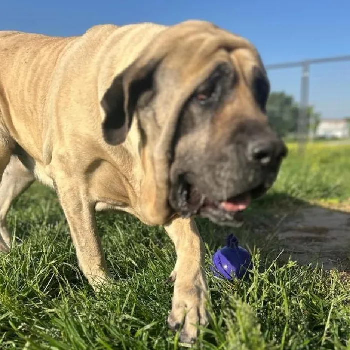 Female English Mastiff Dog for Sale in Neosho, MO