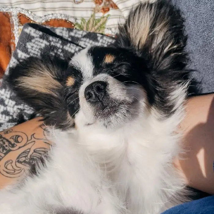 Male Papillon Dog for Sale in Neosho, MO