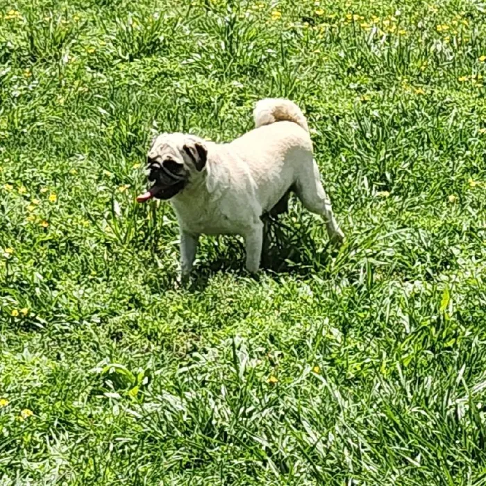 Female Pug Dog for Sale in Neosho, MO