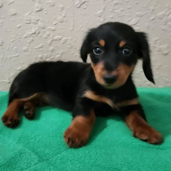 Female Dachshund Dog for Sale in Neosho, MO