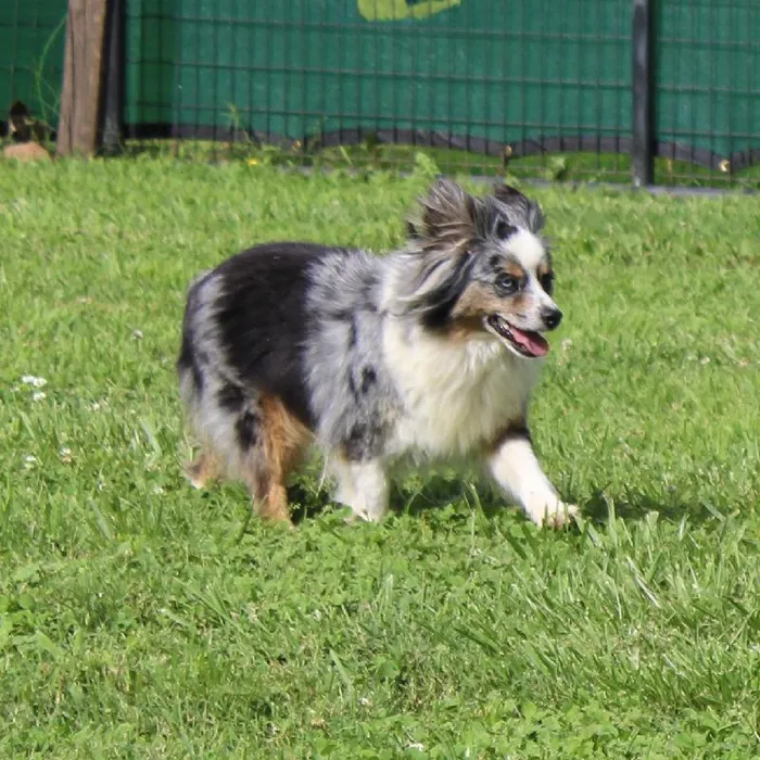 Female Mini Aussie dog named Pasley for sale at A Dog's Dream.