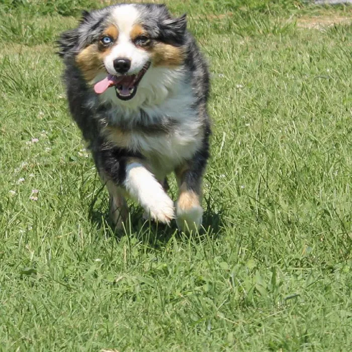 Female Mini Aussie dog named Khaleesi for sale at A Dog's Dream.