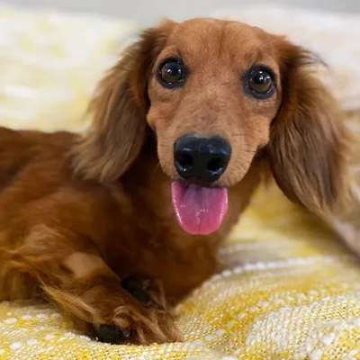 Female Dachshund Dog for Sale in Neosho, MO