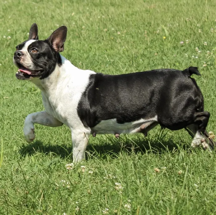 Female Boston Terrier dog named Franny for sale at A Dog's Dream.