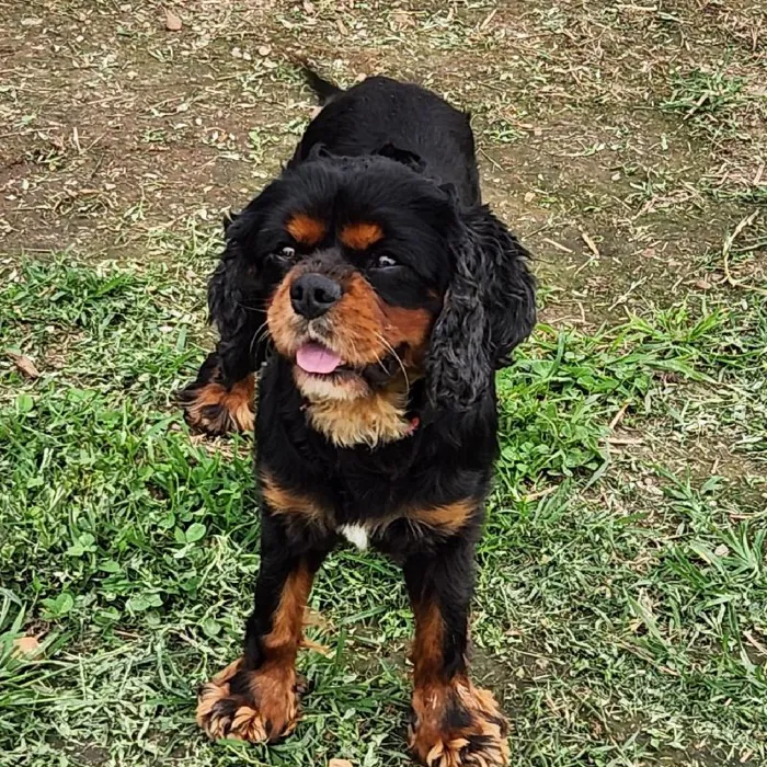Male Cavalier King Charles Spaniel Dog for Sale in Neosho, MO