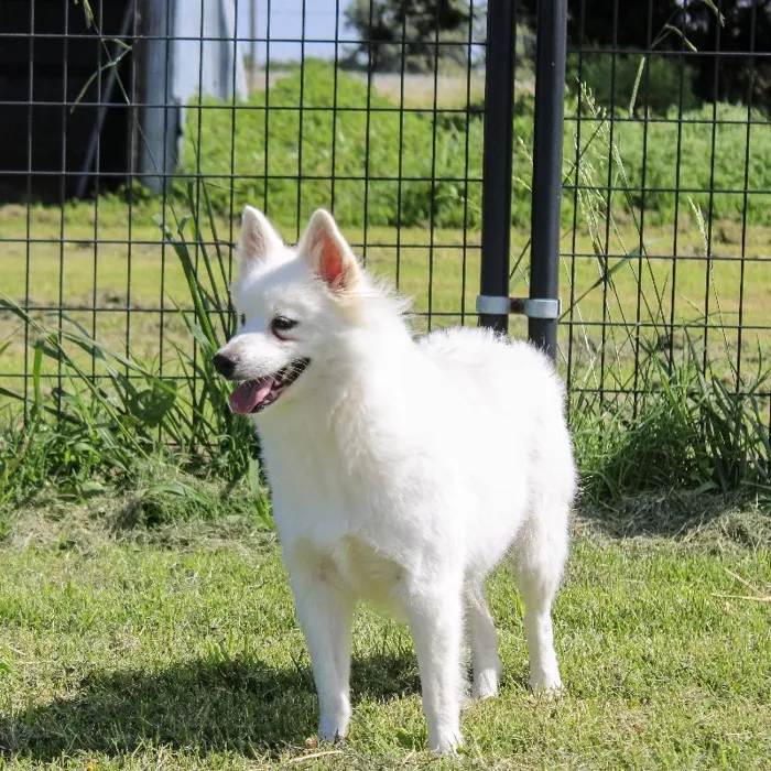 Female American Eskimo dog named Firefly for sale at A Dog's Dream.