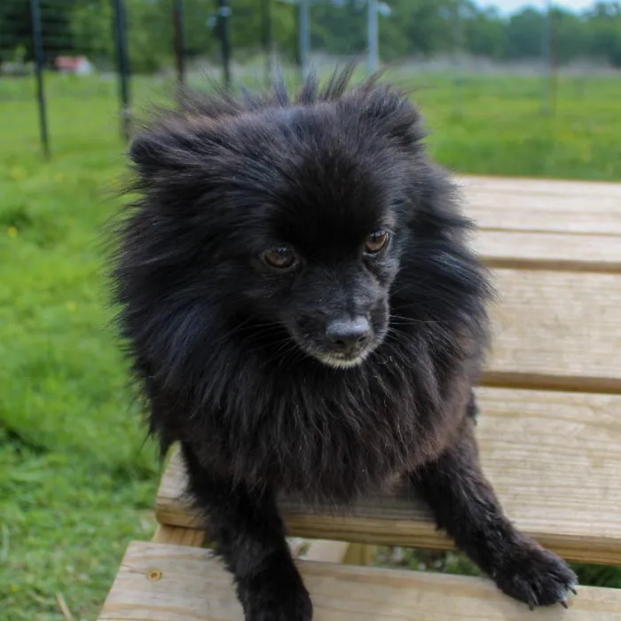 Female Pomeranian dog named Avocado for sale at A Dog's Dream.
