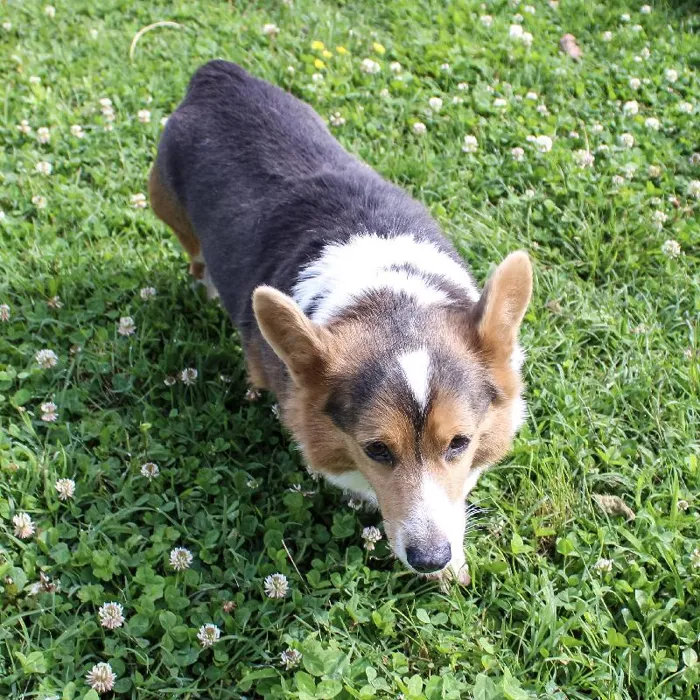 Male Pembroke Welsh Corgi dog named Chauncy for sale at A Dog's Dream.