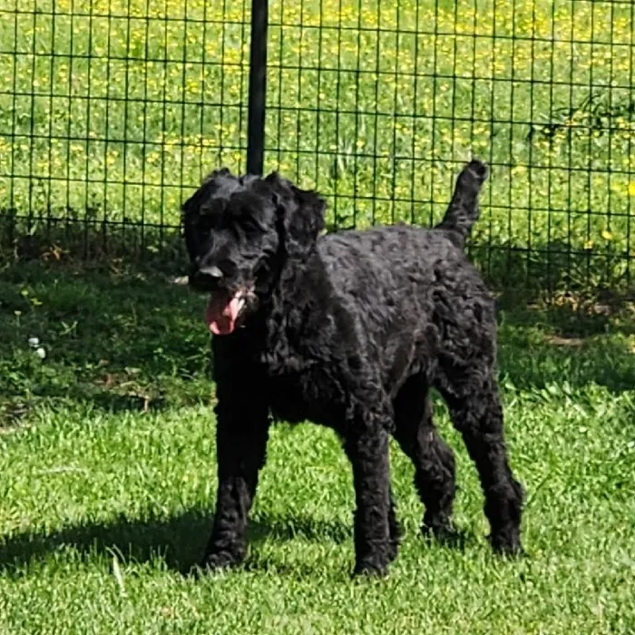 Female Giant Schnauzer Dog for Sale in Neosho, MO
