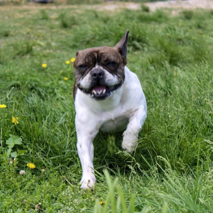 Female French Bulldog named Marcella for sale at A Dog's Dream.