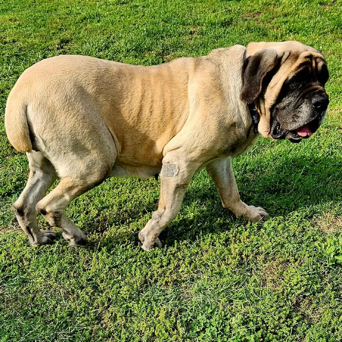 Female English Mastiff Dog for Sale in Neosho, MO