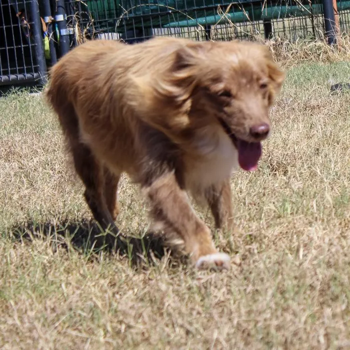 Female Mini Aussie dog named Lena for sale at A Dog's Dream.