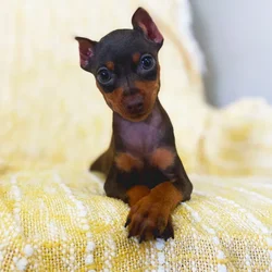 car_main_img_/media/ap_media/pets/NPZRRYIWMULM1490.webp.250x250_q85.webp