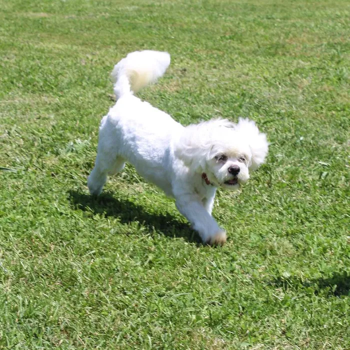 Female Lhasa Apso dog named Angel for sale at A Dog's Dream.