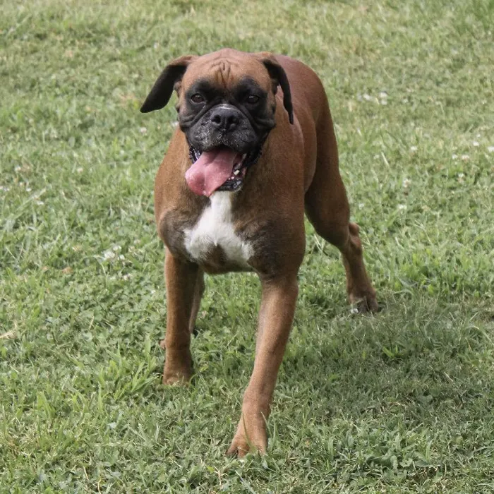 Female Boxer dog named Vanessa for sale at A Dog's Dream.
