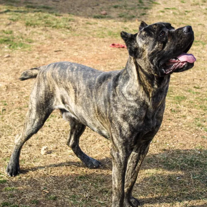 Male Cane Corso dog named Maverick for sale at A Dog's Dream.