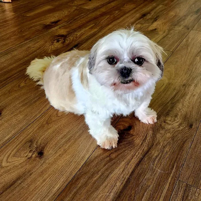 Female Shih Tzu Dog for Sale in Neosho, MO