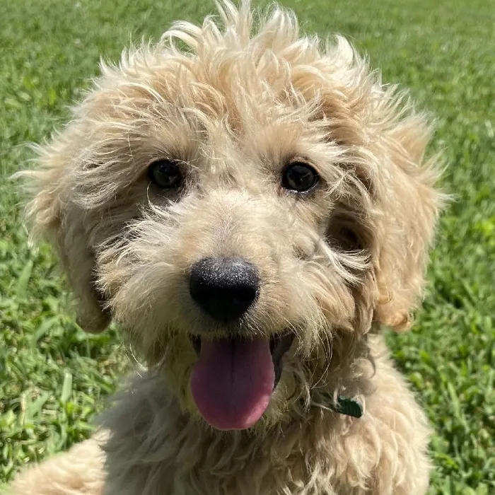 Female Goldendoodle Dog for Sale in Neosho, MO