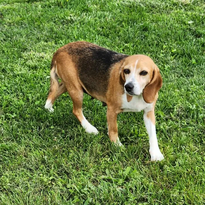 Female Beagle Dog for Sale in Neosho, MO
