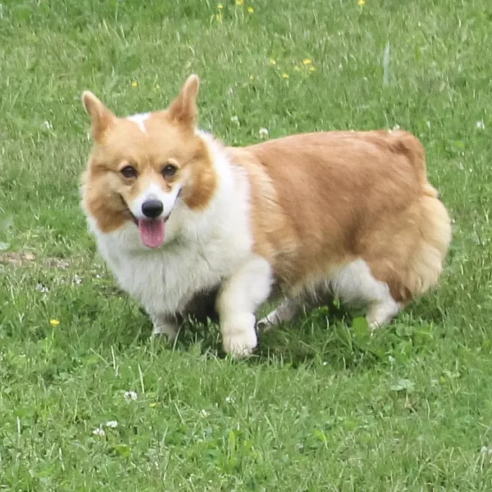 Female Pembroke Welsh Corgi dog named Kimber for sale at A Dog's Dream.