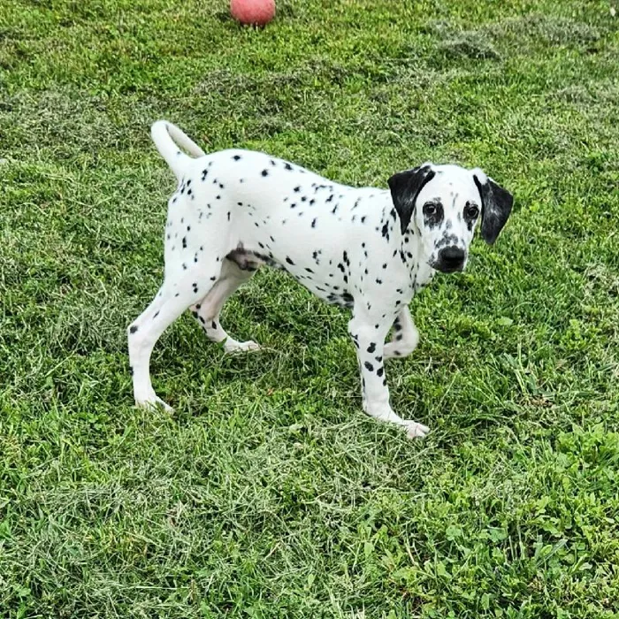 Male Dalmatian Dog for Sale in Neosho, MO