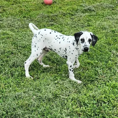 Male Dalmatian Dog for Sale in Neosho, MO