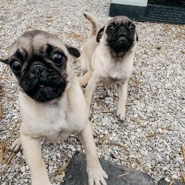 Female Pug Dog for Sale in Neosho, MO