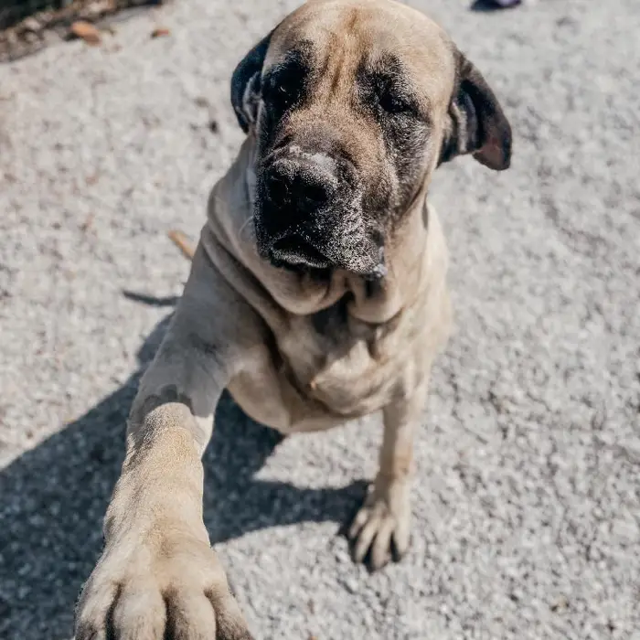 Female English Mastiff Dog for Sale in Neosho, MO