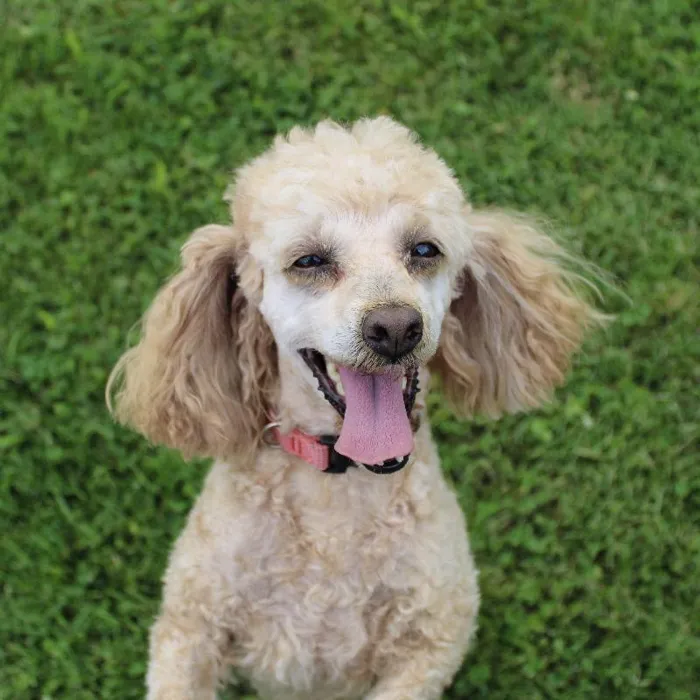 Female Poodle Toy dog named Rosie 2 for sale at A Dog's Dream.