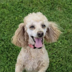Female Poodle Toy dog named Rosie 2 for sale at A Dog's Dream.