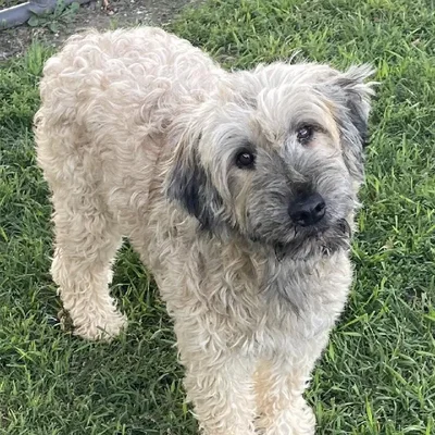 Female Soft Coated Wheaten Terrier Dog for Sale in Neosho, MO