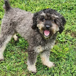 car_main_img_/media/ap_media/pets/OWCWEPKGONGD1070.webp.250x250_q85.webp