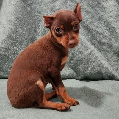 Female Min Pin Dog for Sale in Neosho, MO