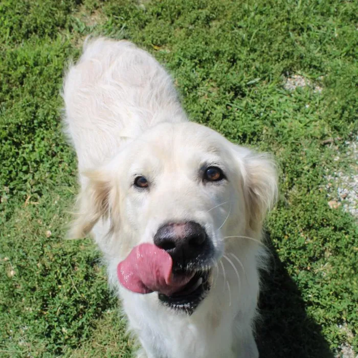 Female Golden Retriever dog named Katie for sale at A Dog's Dream.