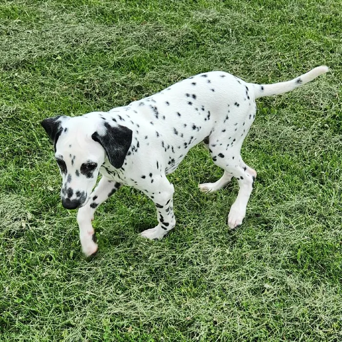 Male Dalmatian Dog for Sale in Neosho, MO