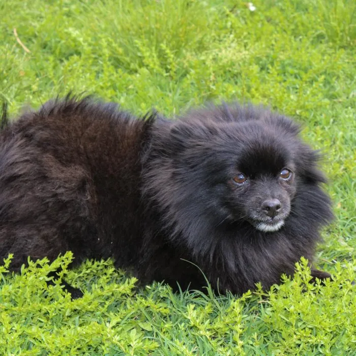 Female Pomeranian dog named Avocado for sale at A Dog's Dream.