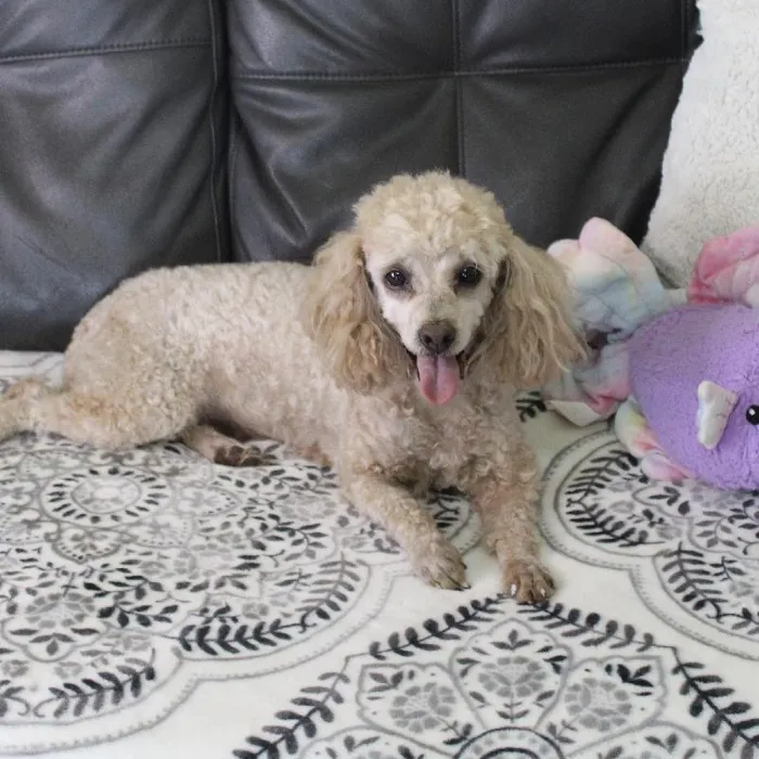 Female Poodle Toy dog named Rosie 2 for sale at A Dog's Dream.