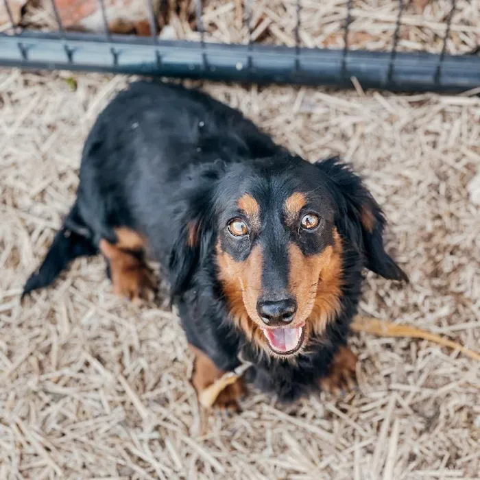 Male Dachshund Dog for Sale in Neosho, MO