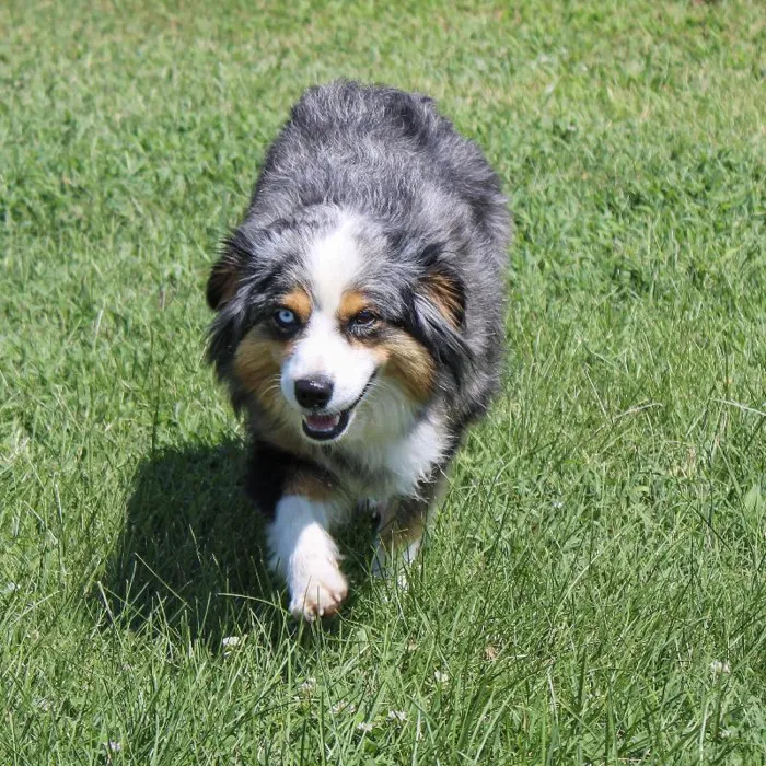 Female Mini Aussie dog named Khaleesi for sale at A Dog's Dream.