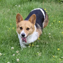 Female Pembroke Welsh Corgi dog named Jada for sale at A Dog's Dream.