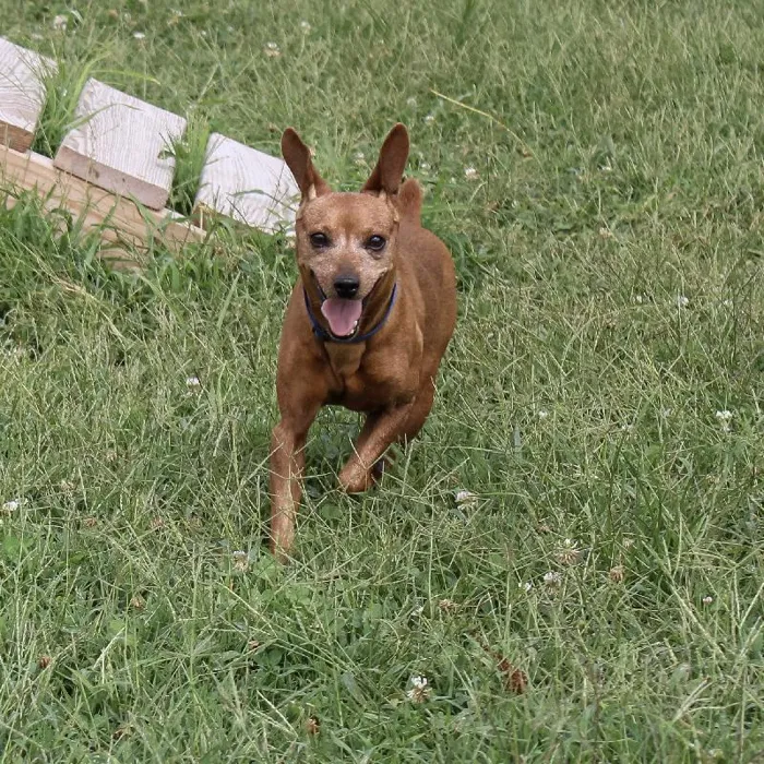 Male Min Pin dog named Javan for sale at A Dog's Dream.