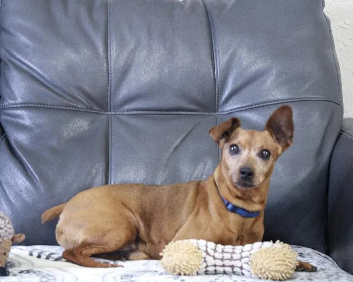 Male Min Pin dog named Javan for sale at A Dog's Dream.